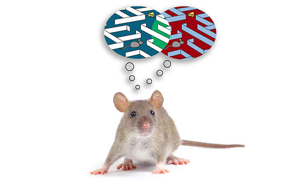 Các nhà khoa học Mỹ đã tìm ra cách thay đổi ký ức